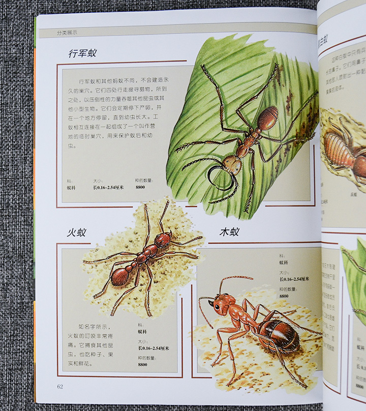 《团购:濒危动物 昆虫蜘蛛 鸟类百科全书》