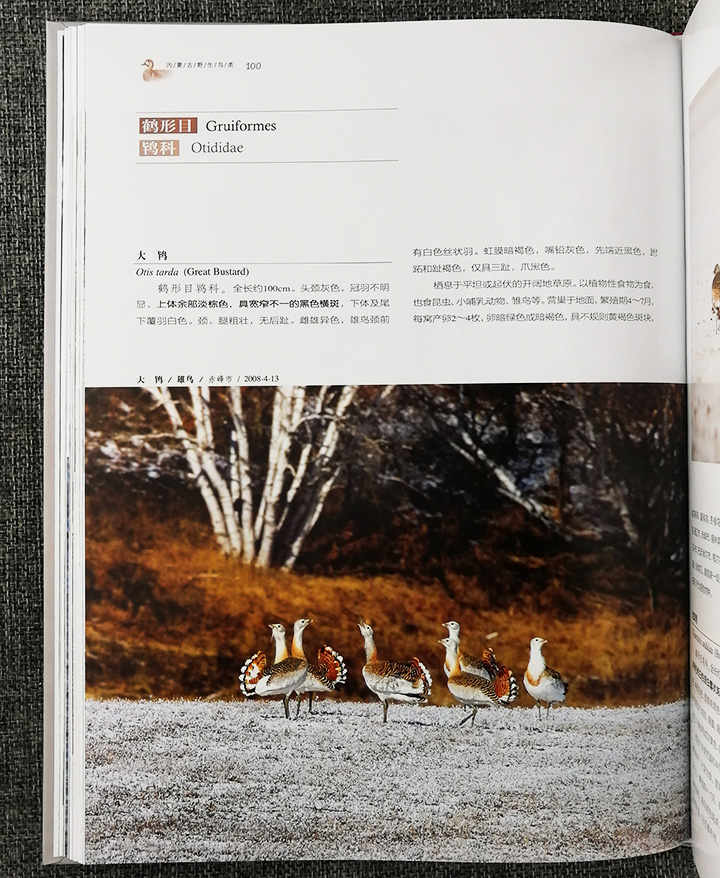 内蒙古野生鸟类-中国国家地理