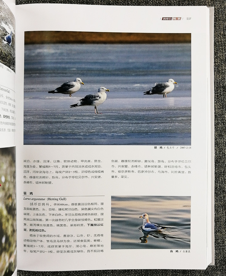内蒙古野生鸟类-中国国家地理