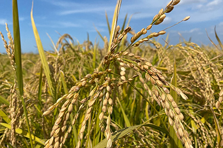盐碱地风味大米5kg