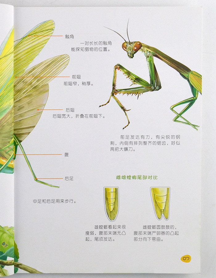 螳螂的一生四阶段图片图片